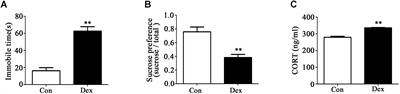 Treadmill Exercise Ameliorates Depression-Like Behavior in the Rats With Prenatal Dexamethasone Exposure: The Role of Hippocampal Mitochondria